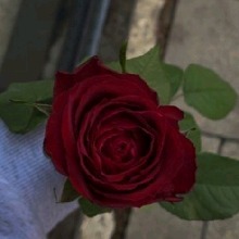 Guest_Akiraskksks
