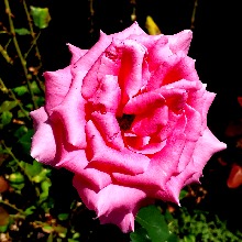 Guest_Rosewashere2425