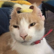 Guest_Cattchirou