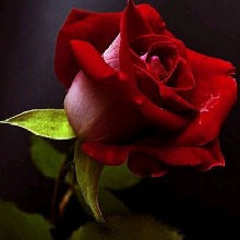 Guest_Mayte407680