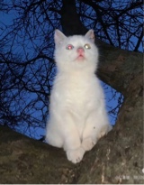 Guest_gloriousironec76