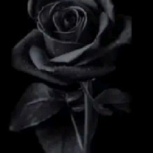 Guest_Thaiana10