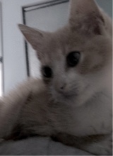 immagine avatar