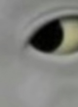 immagine avatar