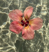 Guest_sapphiresinopia71ff