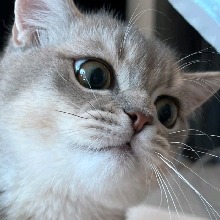 Guest_Miaw13