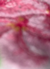 Guest_PRIYA157112