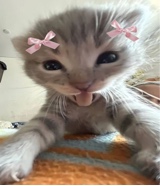 Guest_Bebe289592