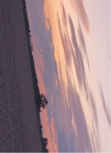 Guest_ali646416