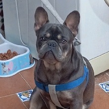 immagine avatar