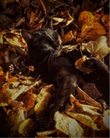 Guest_ilovecats06