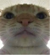 Guest_Cuack2