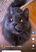 BadOlPuttyTat