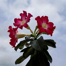 Guest_Sacha38