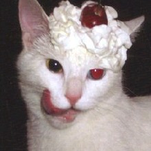 Guest_kattycat3