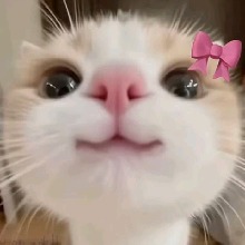 Guest_Vyuocin