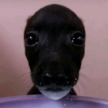Guest_Pirudechocolate1