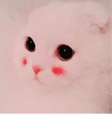 Chiihera