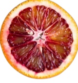 haileyop