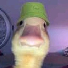Guest_aquariusdogafdd