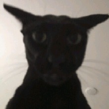 Guest_ZarkButLazy