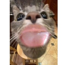Guest_CarolCute14