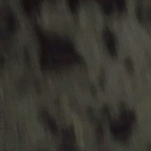 Guest_CDN666