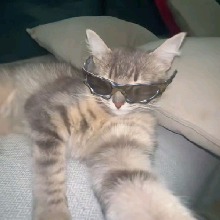 Guest_Pedruo