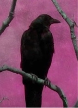 Guest_SombreCreature