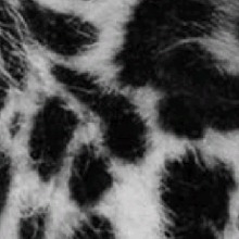 Guest_fanununtriumd9d0