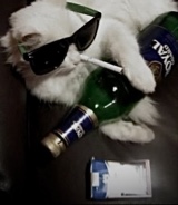 Guest_cafezinho20