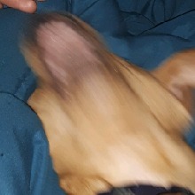 NEOoliver