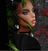 Rose142675