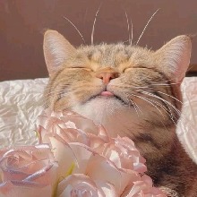Guest_Luluzinha793761