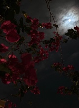 Guest_Rasha32