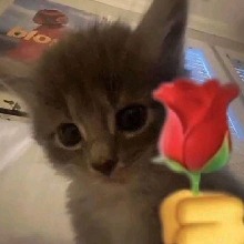 Guest_salamandr4