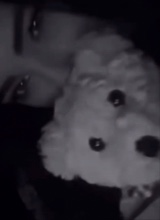 Guest_HilalK