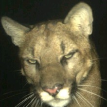 صورة الـavatar