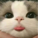 Guest_meowglr
