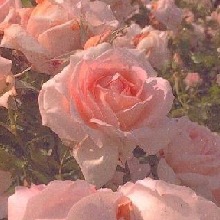 Guest_secret311