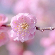 Guest_LaBelica