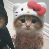 Guest_Eloise457790