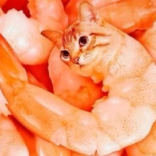 Guest_pinkorangeaurume526