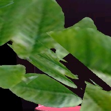 Guest_Jean52