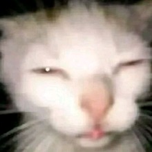 Guest_Cat972059