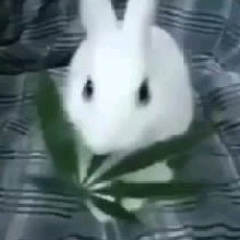 Guest_Diequisson