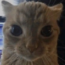 Guest_DarrowXD