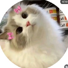 LucyMyst