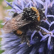 Bea992864