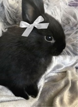 Guest_bunbunbunnyyy